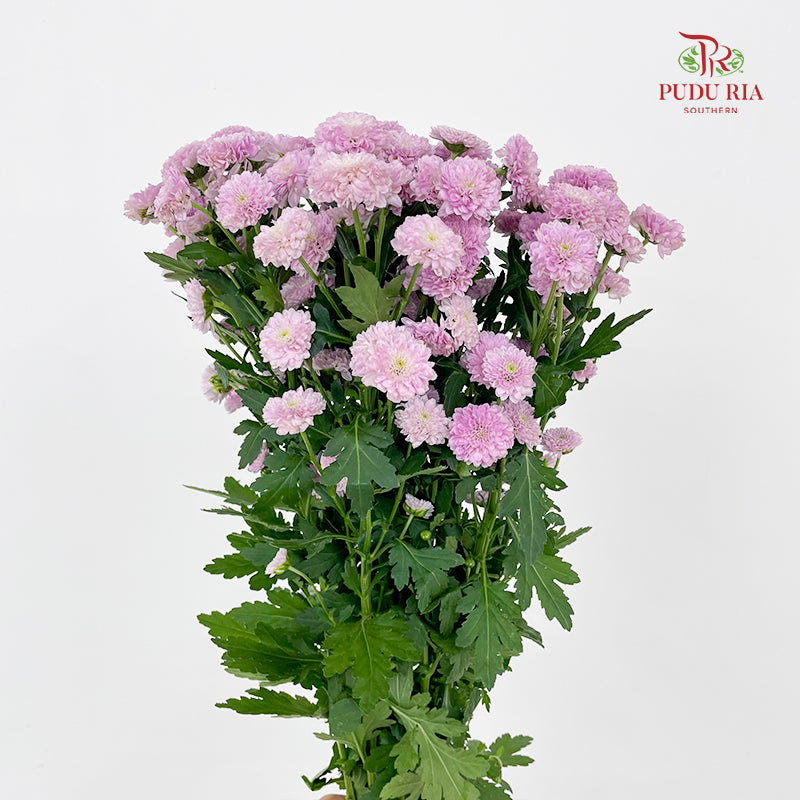 Chrysanthemum Calimero Pompom Miller Pink - (10-12 Stems)