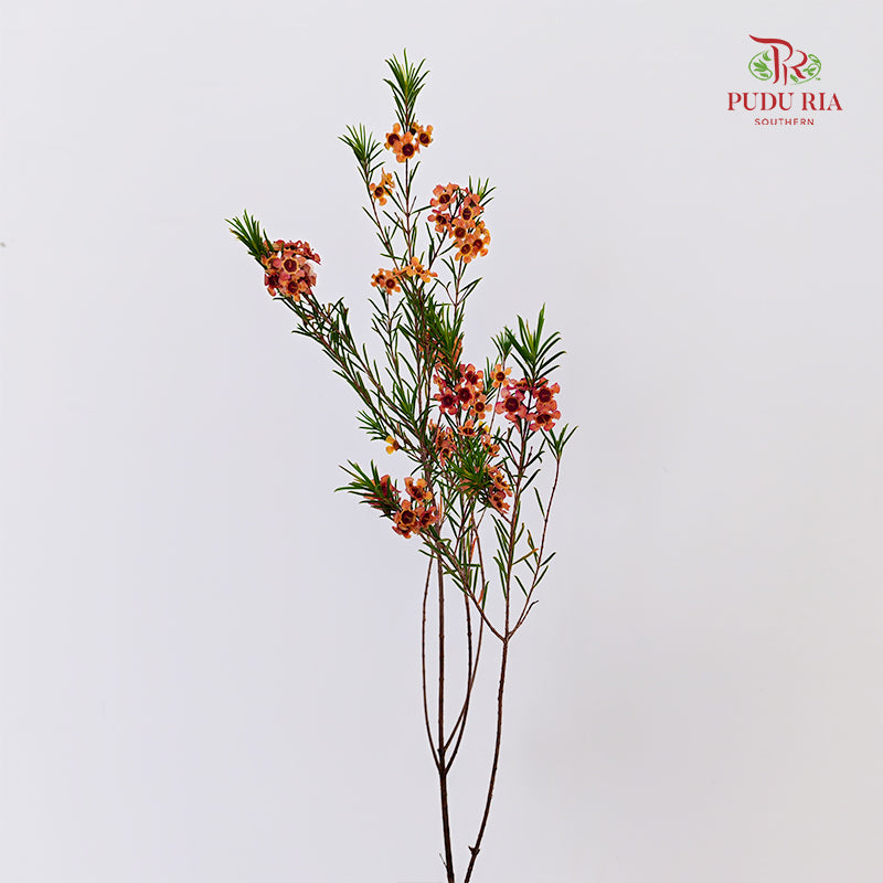 Wax Flower Champagne 蜡花 - (Per Bundle)