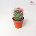 Cactus Mix 5 - Pudu Ria Florist Southern