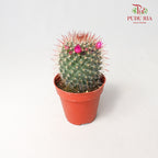Cactus Mix 5 - Pudu Ria Florist Southern