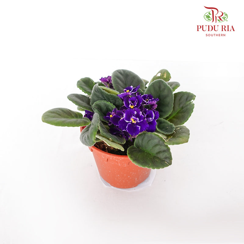 JH Saintpaulia Purple - Pudu Ria Florist Southern