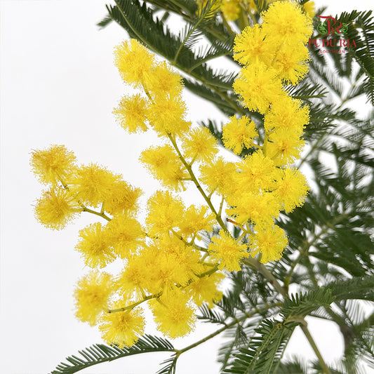 Mimosa Dennis Boden 银荆 - (Per Bundle)