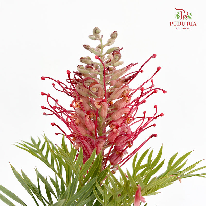 Grevillea (Spider Flowers) - (Per Bundle)