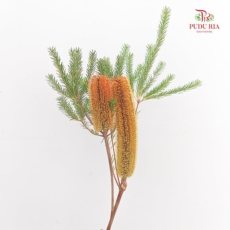 Banksia Orange 佛塔树 - (2 Stems)