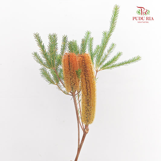 Banksia 佛塔树 Orange - (2 Stems)