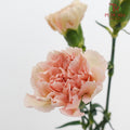 Carnation Yin Se Cheng Qun 康乃馨 - (18-20 Stems)