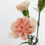 Carnation Yin Se Cheng Qun 康乃馨 - (18-20 Stems)