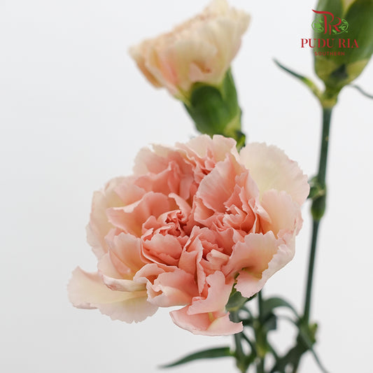 Carnation Yin Se Cheng Qun 康乃馨 - (18-20 Stems)