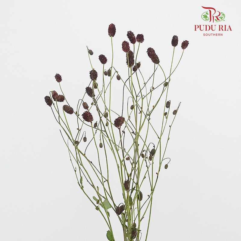 Sanguisorba - 5 Stems - Pudu Ria Florist Southern