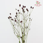 Sanguisorba - 5 Stems - Pudu Ria Florist Southern