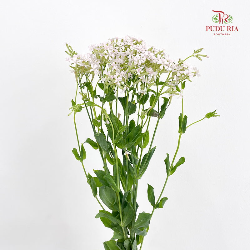 Saponaria 肥皂草 - (Per Bundle)
