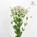 Saponaria 肥皂草 - (Per Bundle)