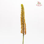 Eremurus Shelf 狐尾百合 - (2 Stems)