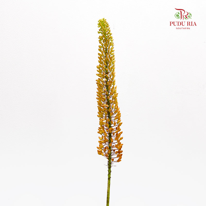 Eremurus Shelf 狐尾百合 - (2 Stems)