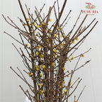 Wintersweet 腊梅 - (Per Bundle)