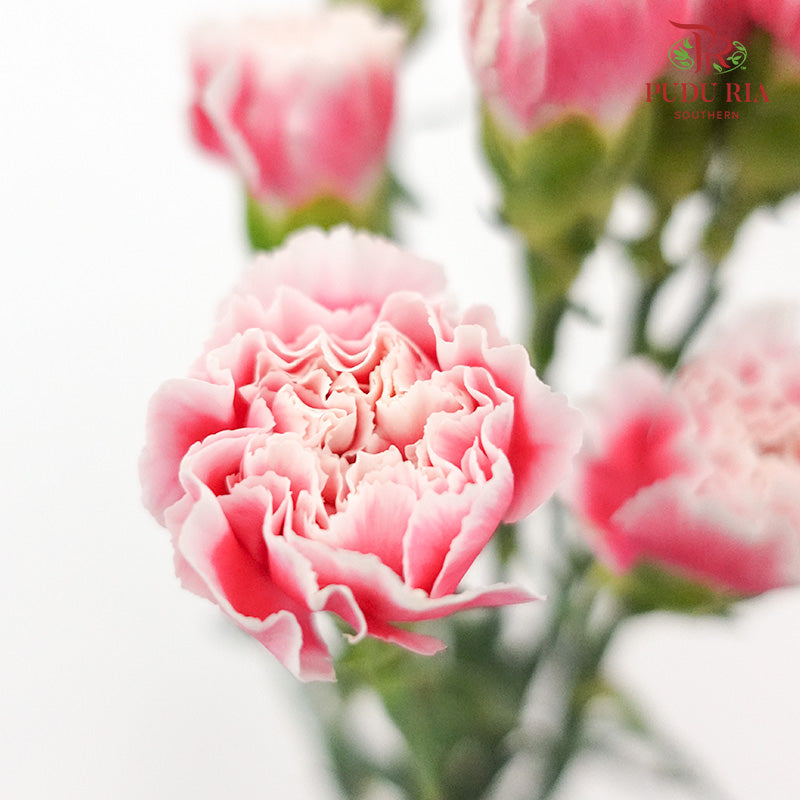 Carnation Pink/White 18-20 Stems - Pudu Ria Florist Southern