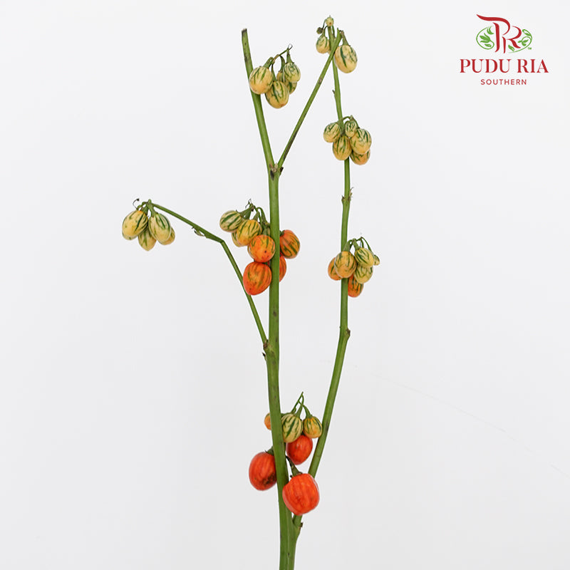 Ornamental Eggplant - (Per Bundle)