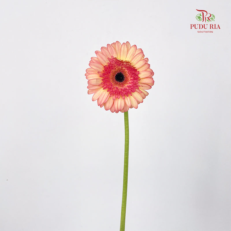 Gerbera Mini Prosecco - (5 Stems)