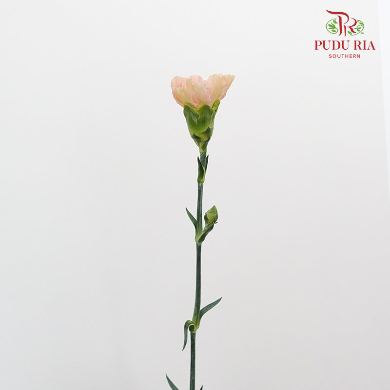 Carnation St Mocha  (18-20 Stems) - Pudu Ria Florist Southern