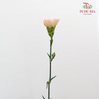 Carnation St Mocha  (18-20 Stems) - Pudu Ria Florist Southern