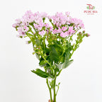 Pericallis Pink - (2 Stems)