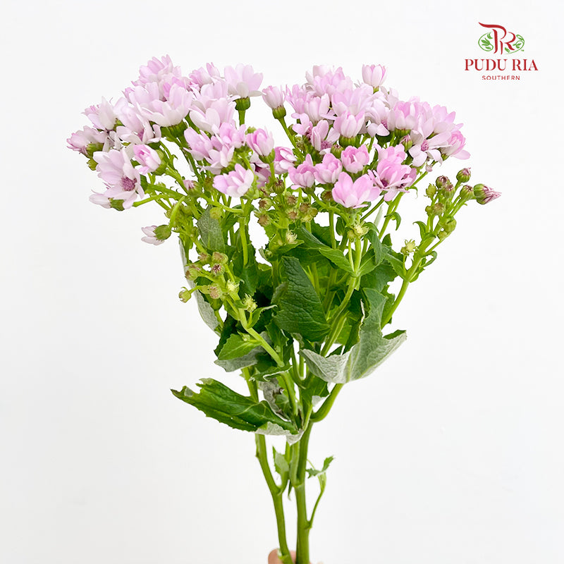 Pericallis Pink - (2 Stems)