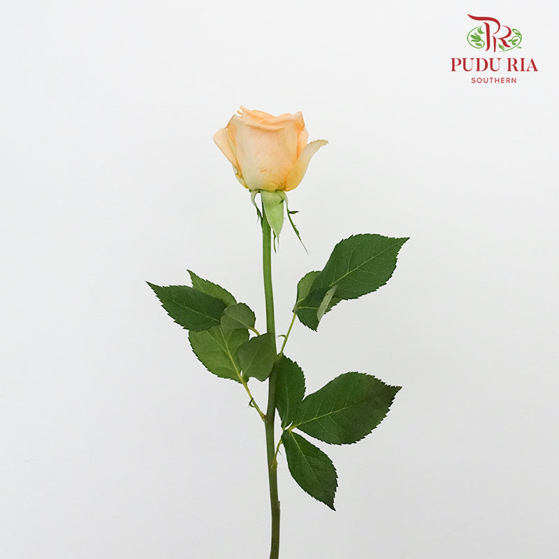 Rose Holiday Princess (8-10 Stems) - Pudu Ria Florist Southern