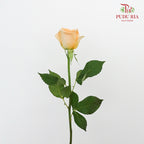 Rose Holiday Princess (8-10 Stems) - Pudu Ria Florist Southern
