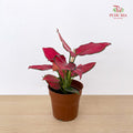Aglaonema Red Unyamanee