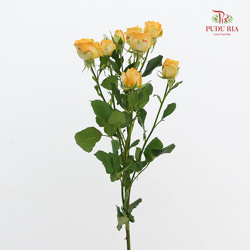 Rose Spray Yellow - (8-10 Stems)