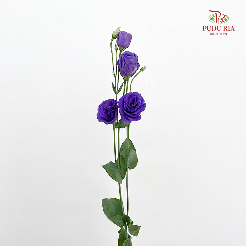 Eustoma  Dark Purple - (12-15 Stems)