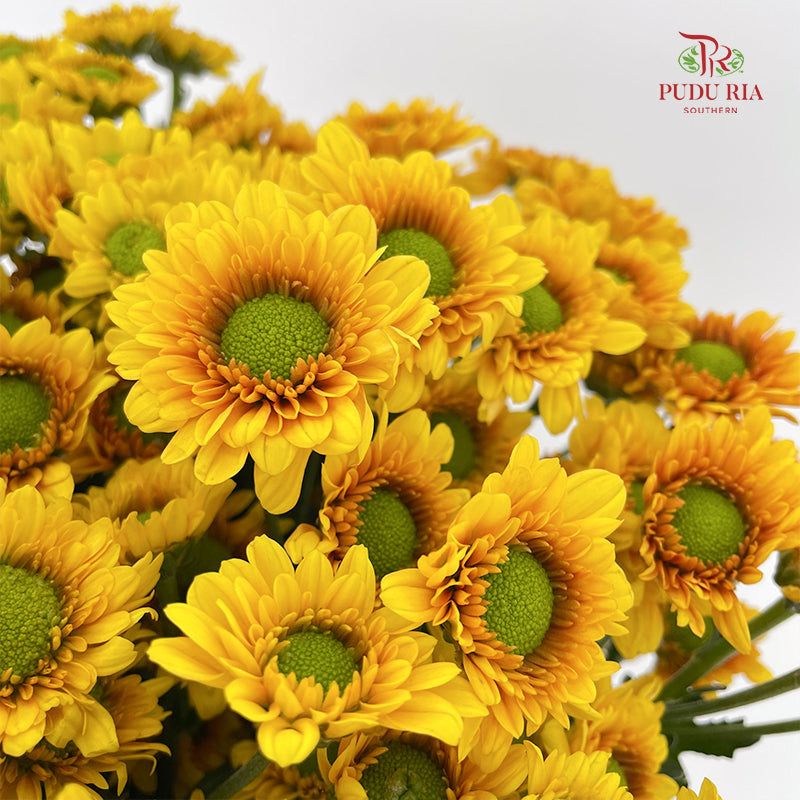 Chrysanthemum Pompom Daisy Yellow Brown 1 - (10-12 Stems)