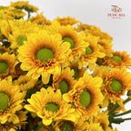 Chrysanthemum Pompom Daisy Yellow Brown 1 - (10-12 Stems)