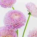 Dahlia Hybrida Megan Dean 梅根迪安大理花 - 5 Stems