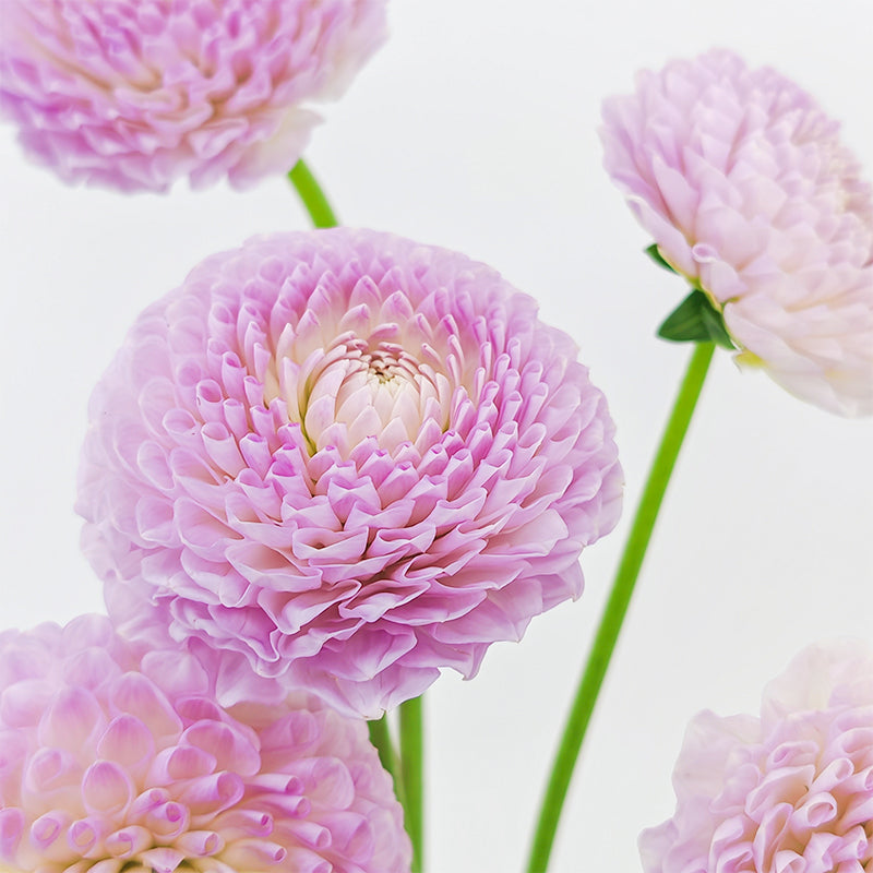 Dahlia Hybrida Megan Dean 梅根迪安大理花 - 5 Stems