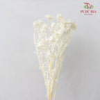 Dry Safflower - White