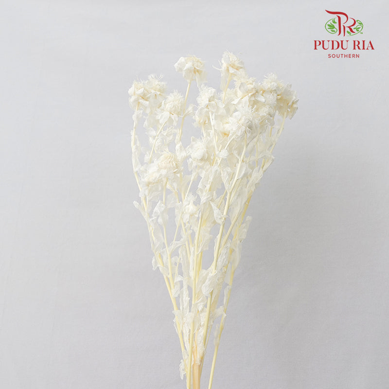 Dry Safflower - White