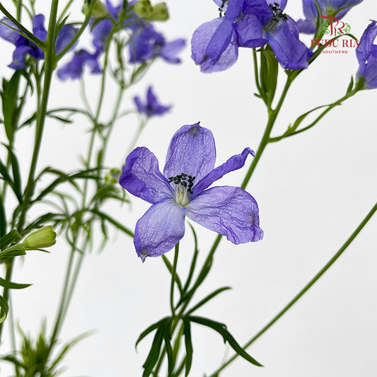 Delphinium Grandiflorum Purple - (2 Stems)