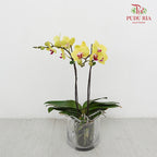 Phalaenopsis Orchid Yellow Mini Double Stem