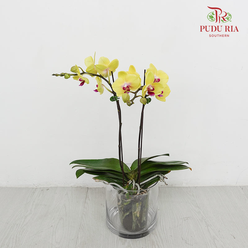 Phalaenopsis Orchid Yellow Mini Double Stem