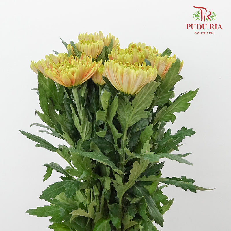 Net Mum Chrysanthemum Chispa Green (10-12 Stems) - Pudu Ria Florist Southern