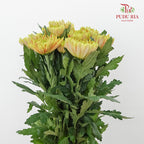 Net Mum Chrysanthemum Chispa Green (10-12 Stems) - Pudu Ria Florist Southern