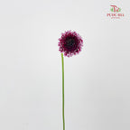 Scabiosa Purple 蓝盆花 - (Per Bundle)