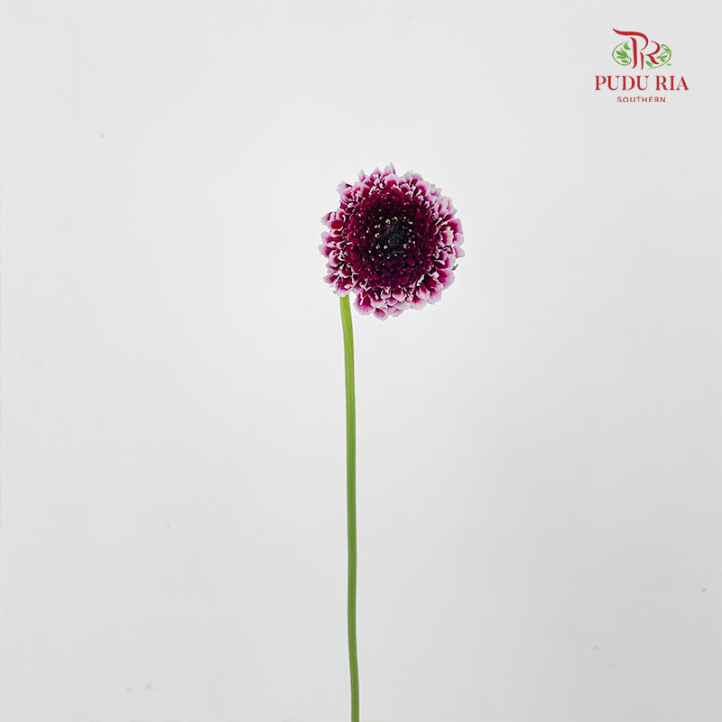 Scabiosa Purple 蓝盆花 - (Per Bundle)