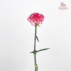 Carnation 费洛伊德康乃馨 - (18-20 Stems)