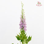 Delphinium Short Purple 飞燕草 - (5 Stems)
