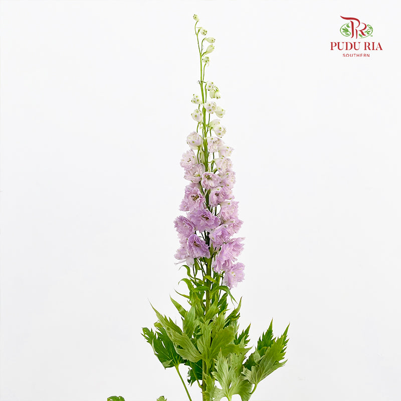 Delphinium Short Purple 飞燕草 - (5 Stems)