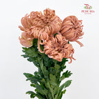 Chrysanthemum Vienna - (5 Stems)