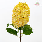 Hydrangea Dyed Yellow 绣球花 - (Per Stem)