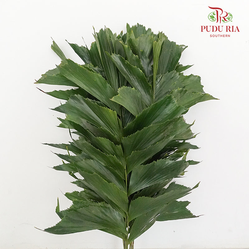 Fish Tail Leaf - 5 Stems - Pudu Ria Florist Southern